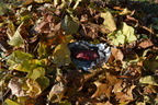 DSC 8486